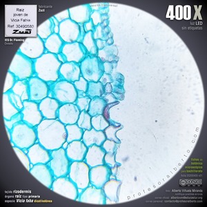 Rizodermis